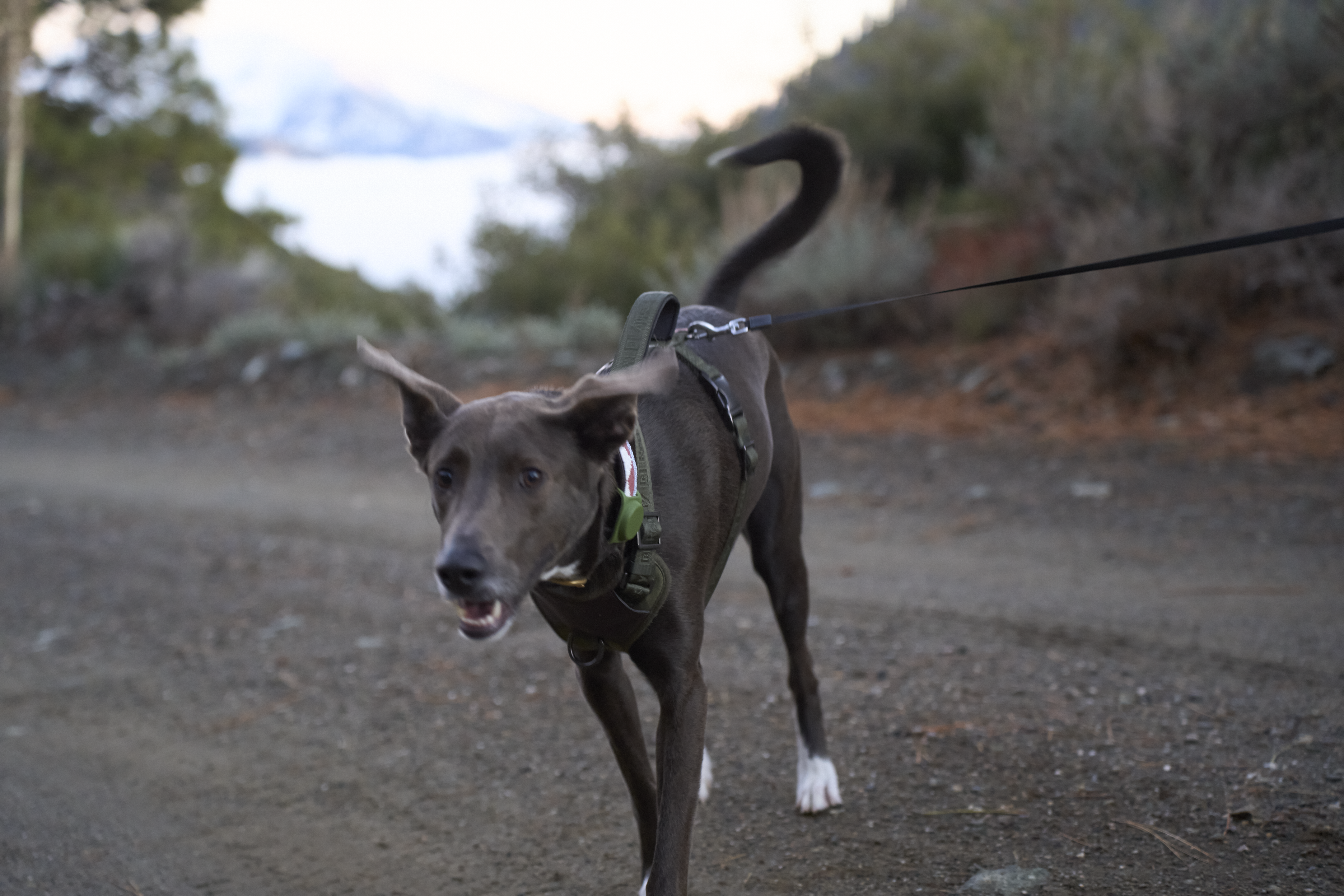 dog